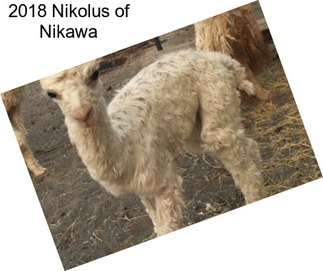 2018 Nikolus of Nikawa