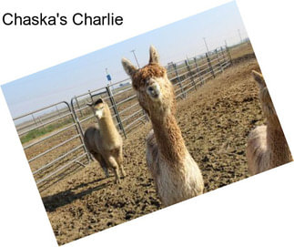 Chaska\'s Charlie