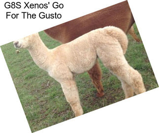 G8S Xenos\' Go For The Gusto