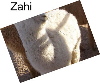 Zahi