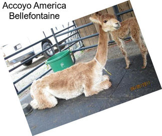 Accoyo America Bellefontaine