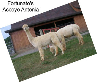Fortunato\'s Accoyo Antonia