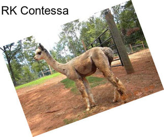 RK Contessa