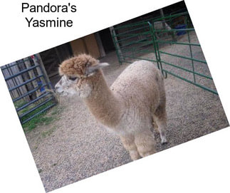 Pandora\'s Yasmine