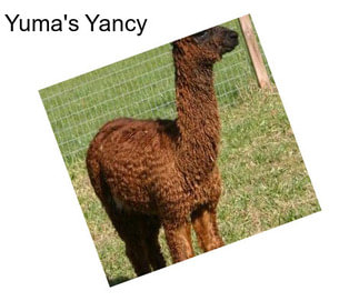 Yuma\'s Yancy