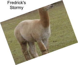Fredrick\'s Stormy