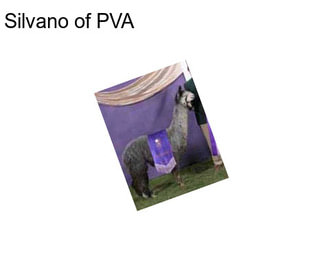 Silvano of PVA