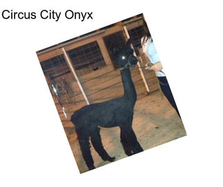 Circus City Onyx