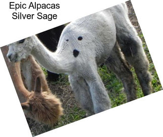 Epic Alpacas Silver Sage