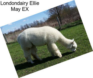 Londondairy Ellie May EX