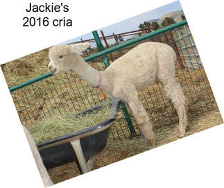 Jackie\'s 2016 cria