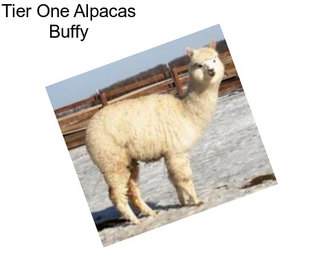 Tier One Alpacas Buffy