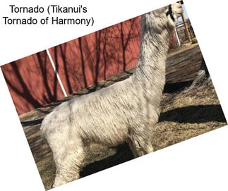 Tornado (Tikanui\'s Tornado of Harmony)