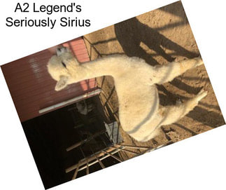 A2 Legend\'s Seriously Sirius