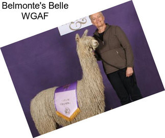 Belmonte\'s Belle WGAF