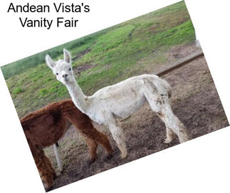 Andean Vista\'s Vanity Fair