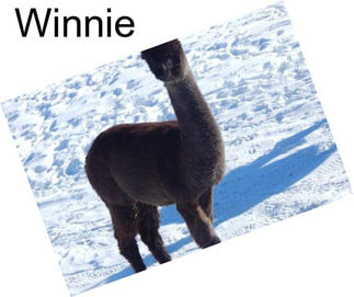 Winnie