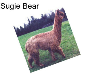 Sugie Bear