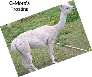 C-More\'s Frostina