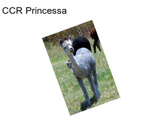 CCR Princessa