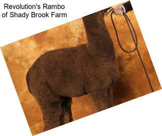 Revolution\'s Rambo of Shady Brook Farm