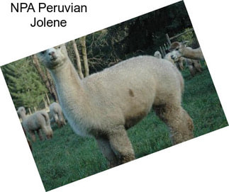 NPA Peruvian Jolene
