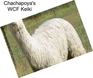 Chachapoya\'s WCF Keiki