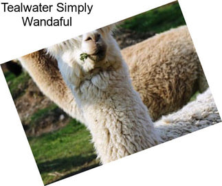 Tealwater Simply Wandaful