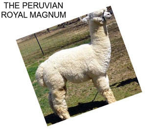 THE PERUVIAN ROYAL MAGNUM