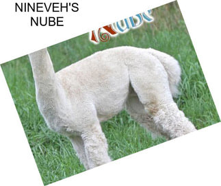 NINEVEH\'S NUBE