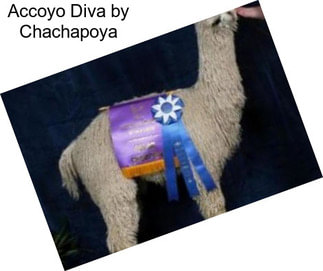 Accoyo Diva by Chachapoya