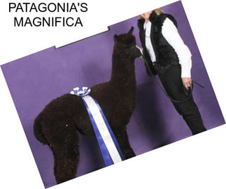 PATAGONIA\'S MAGNIFICA