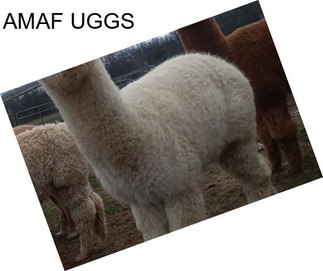 AMAF UGGS