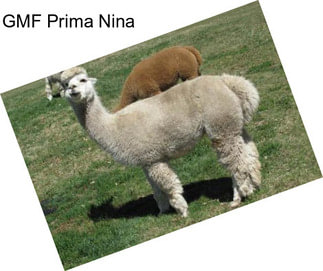 GMF Prima Nina