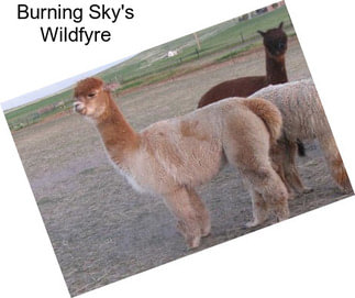 Burning Sky\'s Wildfyre