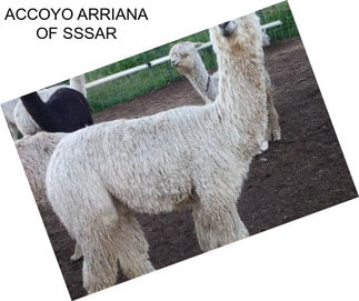 ACCOYO ARRIANA OF SSSAR