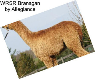 WRSR Branagan by Allegiance
