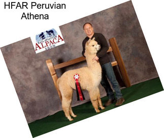 HFAR Peruvian Athena