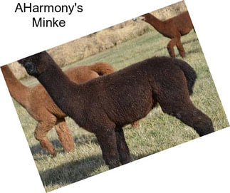 AHarmony\'s Minke