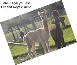 VAF Legacy\'s Last Legend Royale Xena