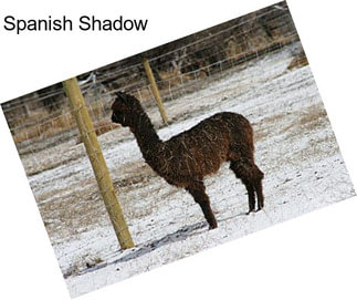 Spanish Shadow