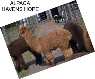 ALPACA HAVENS HOPE