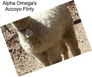 Alpha Omega\'s Accoyo Flirty
