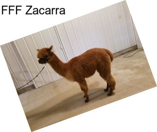 FFF Zacarra
