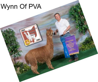 Wynn Of PVA