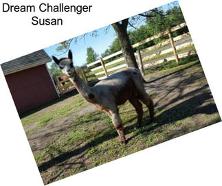 Dream Challenger Susan