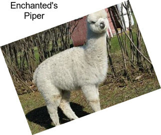 Enchanted\'s Piper