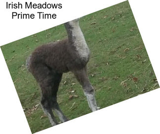 Irish Meadows Prime Time