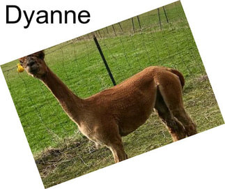 Dyanne