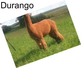 Durango